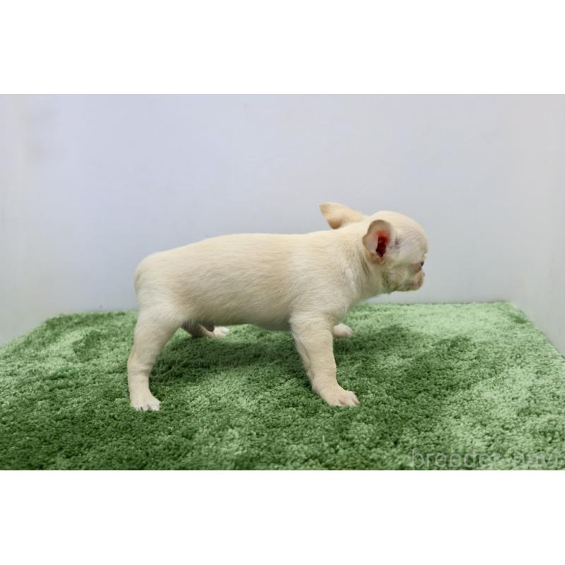 成約済の群馬県のチワワ(スムースコート)-413343の5枚目