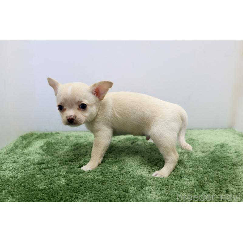 成約済の群馬県のチワワ(スムースコート)-413343の4枚目