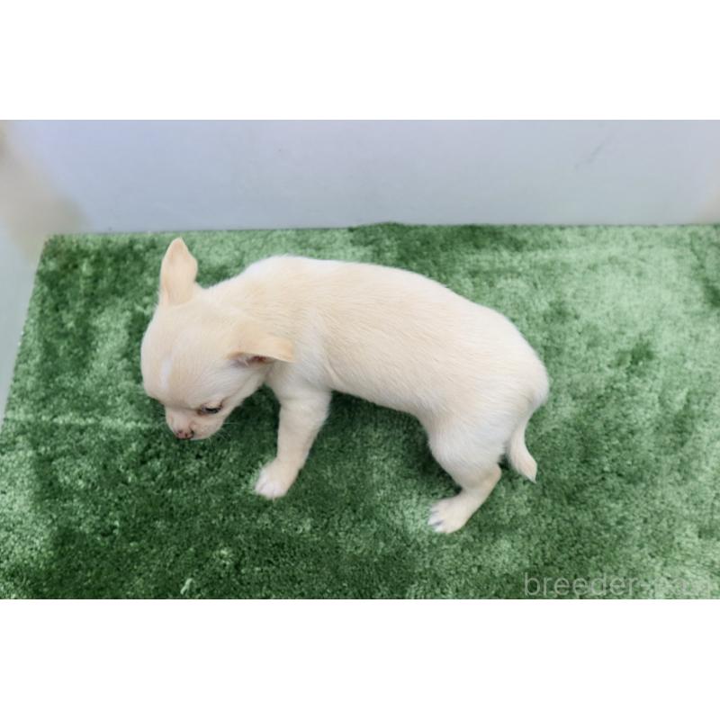 成約済の群馬県のチワワ(スムースコート)-413343の3枚目