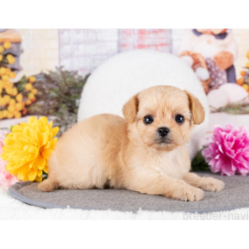 販売中の岐阜県のミックス犬-418458の6枚目