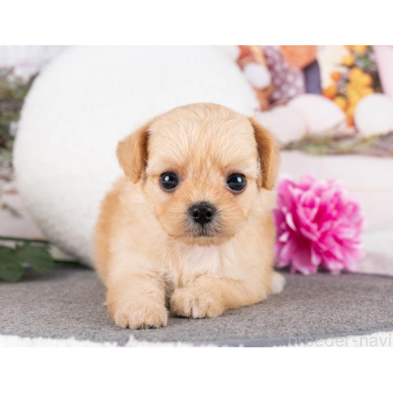 販売中の岐阜県のミックス犬-418458の5枚目