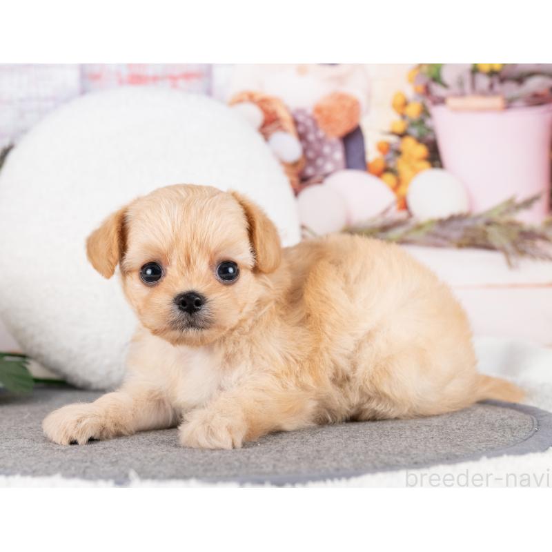 販売中の岐阜県のミックス犬-418458の4枚目