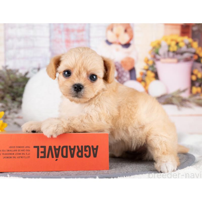 販売中の岐阜県のミックス犬-418458の3枚目