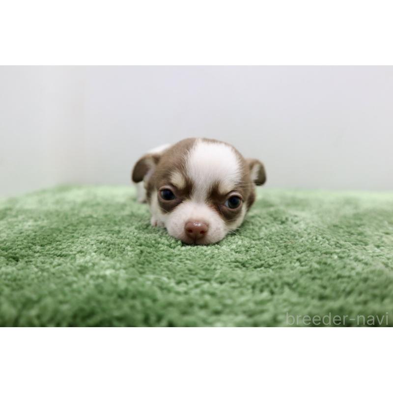 成約済の群馬県のチワワ(スムースコート)-413342の6枚目