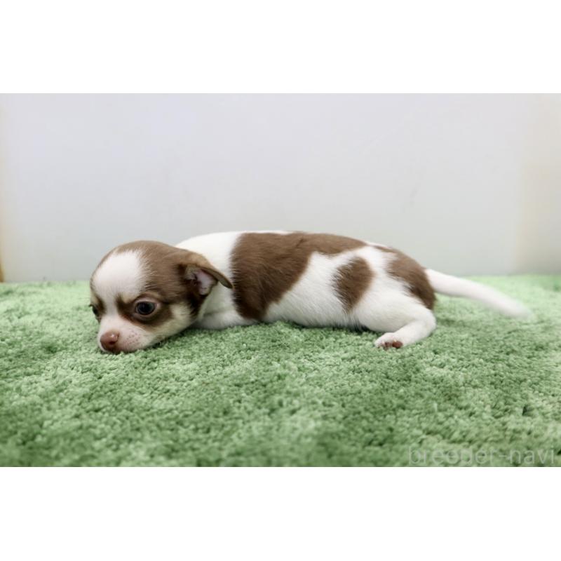 成約済の群馬県のチワワ(スムースコート)-413342の5枚目