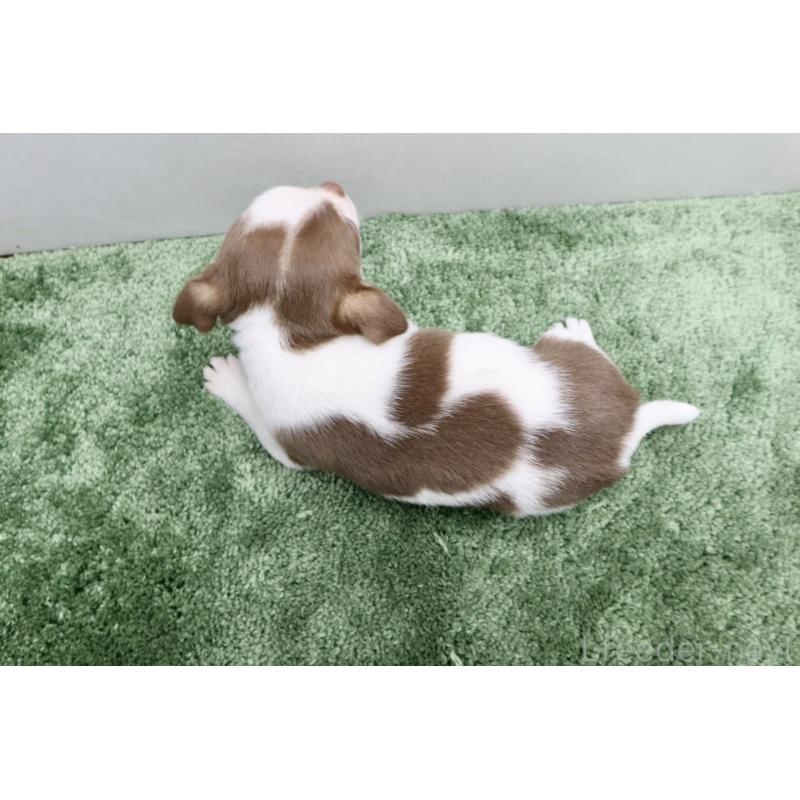 成約済の群馬県のチワワ(スムースコート)-413342の4枚目