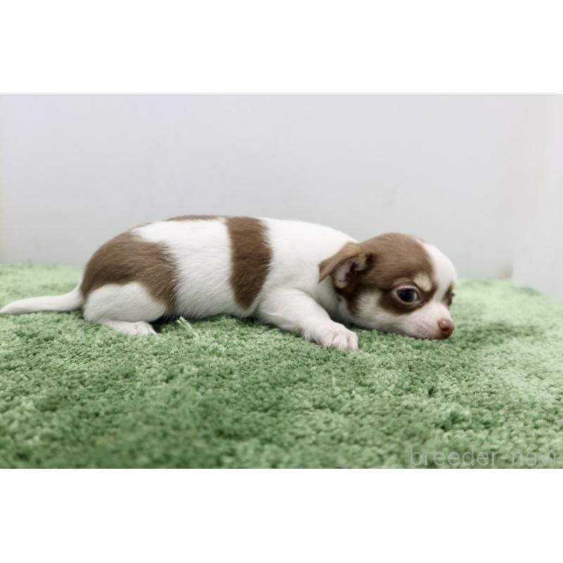 成約済の群馬県のチワワ(スムースコート)-413342の3枚目