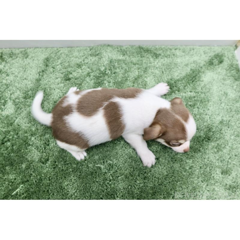 成約済の群馬県のチワワ(スムースコート)-413342の2枚目