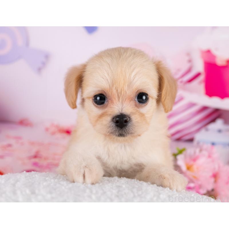 販売中の岐阜県のミックス犬-418460の6枚目