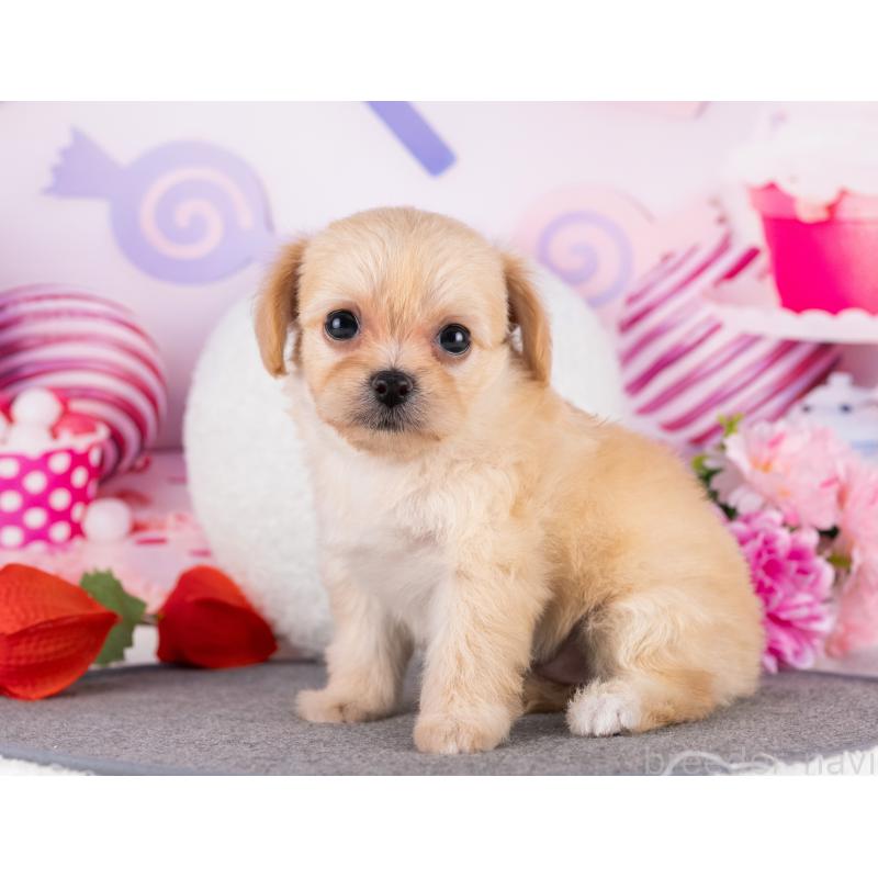 販売中の岐阜県のミックス犬-418460の5枚目