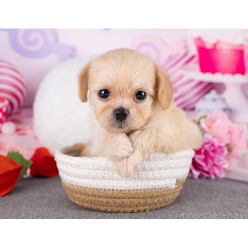販売中の岐阜県のミックス犬-418460の4枚目