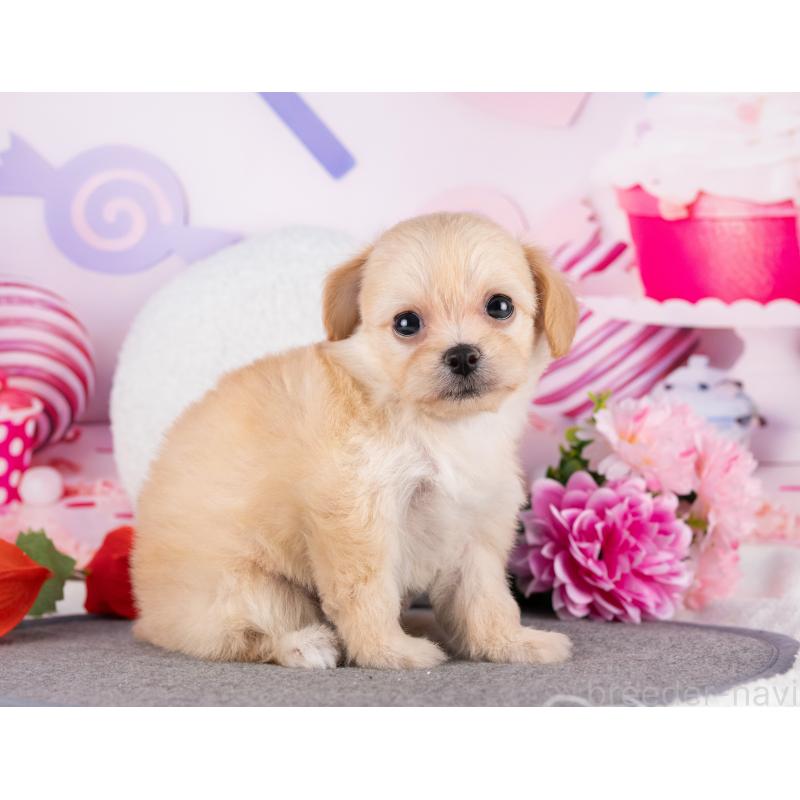 販売中の岐阜県のミックス犬-418460の3枚目