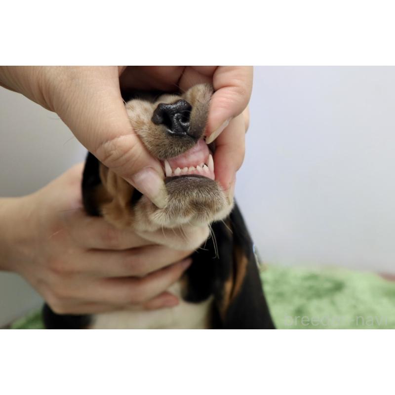 販売中の群馬県のバセットハウンド-416656の3枚目