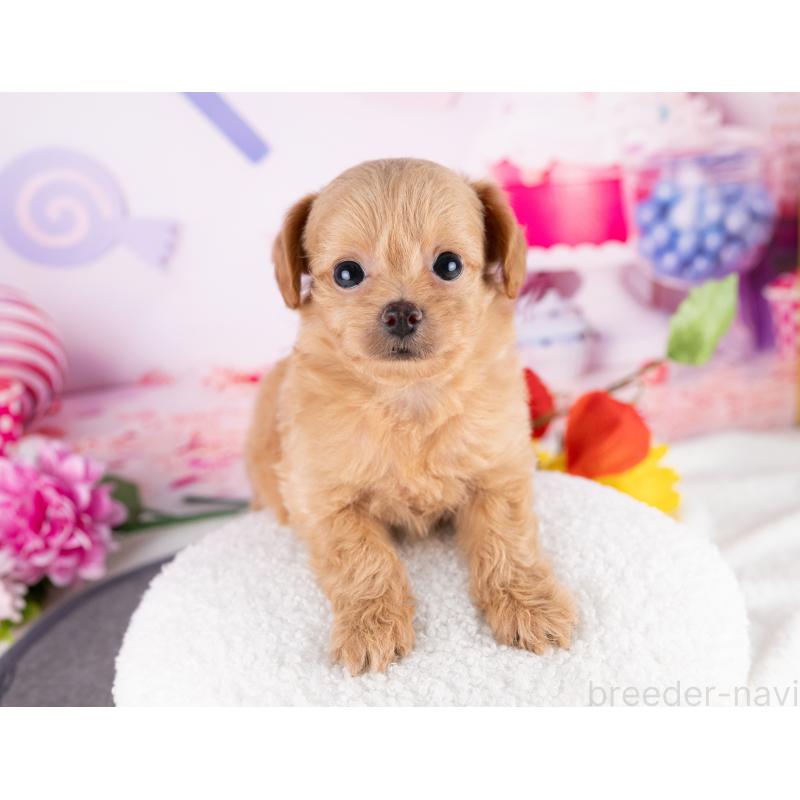 販売中の岐阜県のミックス犬-418462の6枚目