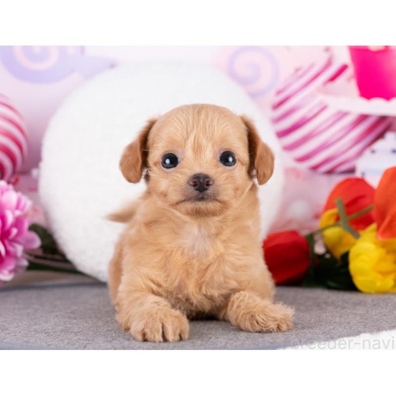 販売中の岐阜県のミックス犬-418462の5枚目