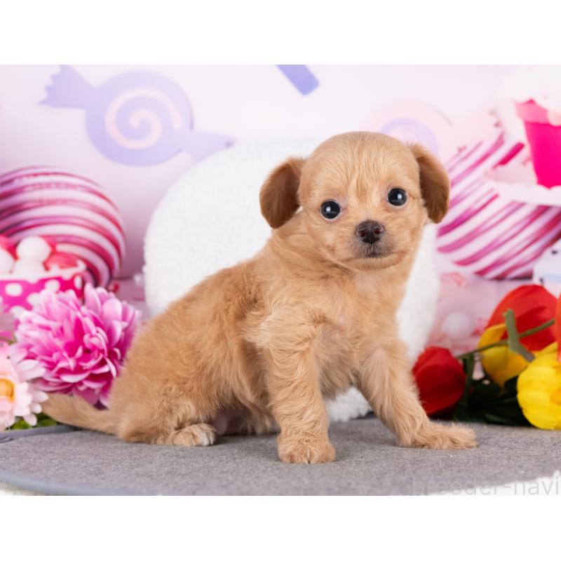 販売中の岐阜県のミックス犬-418462の4枚目