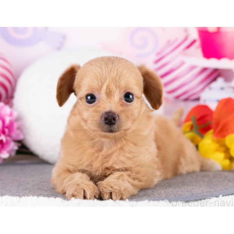 販売中の岐阜県のミックス犬-418462の3枚目