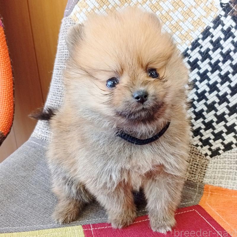販売中の和歌山県のポメラニアン-415086の3枚目
