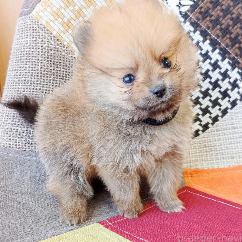 販売中の和歌山県のポメラニアン-415086の2枚目