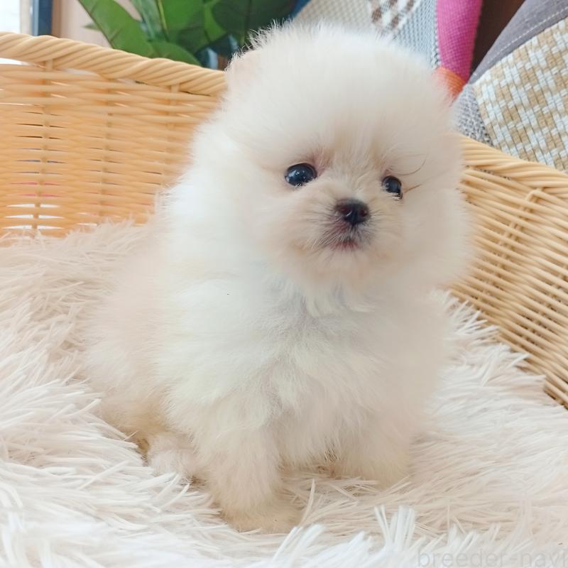 成約済の和歌山県のポメラニアン-415087の6枚目