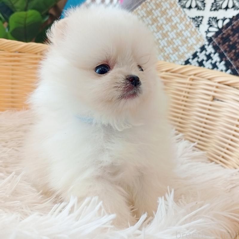 成約済の和歌山県のポメラニアン-415087の5枚目