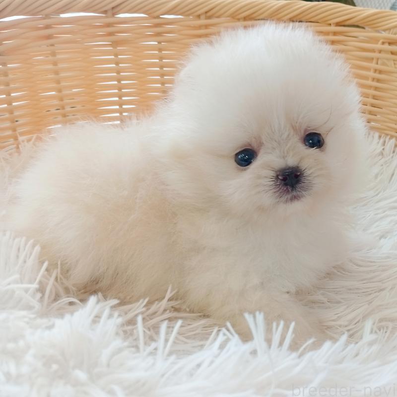 成約済の和歌山県のポメラニアン-415087の4枚目