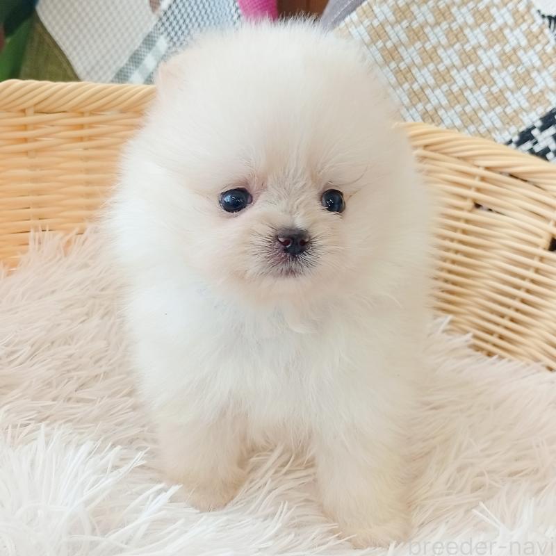 成約済の和歌山県のポメラニアン-415087の3枚目