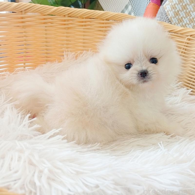 成約済の和歌山県のポメラニアン-415087の2枚目