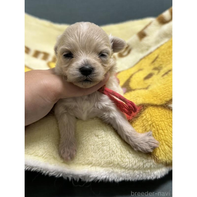販売中の岡山県のマルプー:マルチーズ×トイプードル-416669の10枚目
