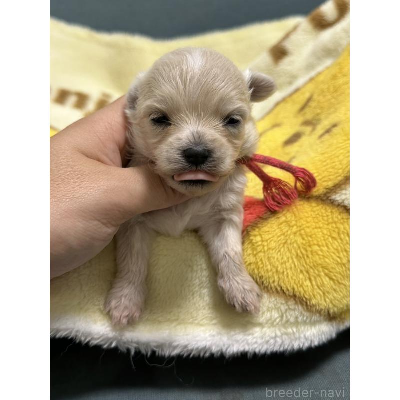 販売中の岡山県のマルプー:マルチーズ×トイプードル-416669の6枚目