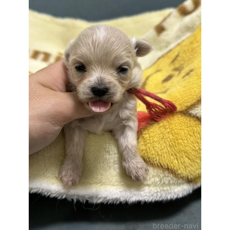 販売中の岡山県のマルプー:マルチーズ×トイプードル-416669の5枚目