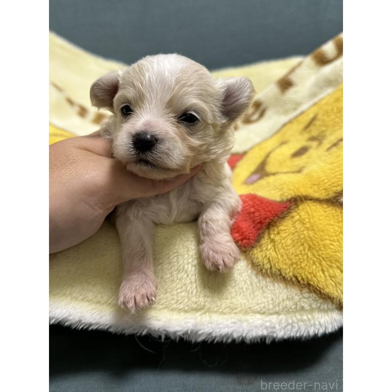 販売中の岡山県のマルプー:マルチーズ×トイプードル-416672の8枚目