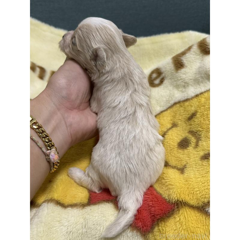 販売中の岡山県のマルプー:マルチーズ×トイプードル-416672の2枚目