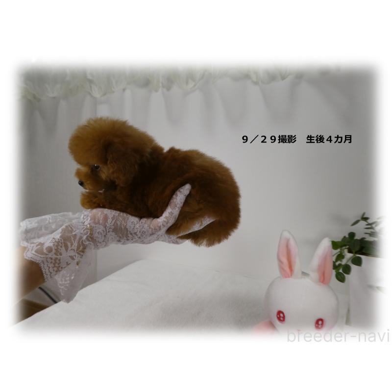 販売中の埼玉県のティーカッププードル-416679の11枚目