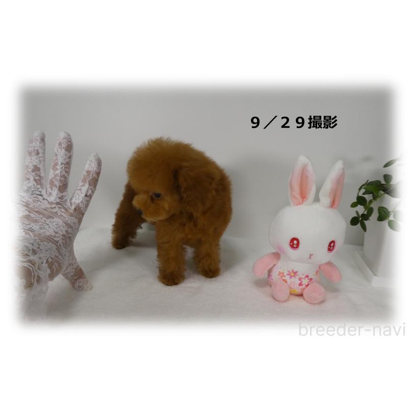 販売中の埼玉県のティーカッププードル-416679の10枚目