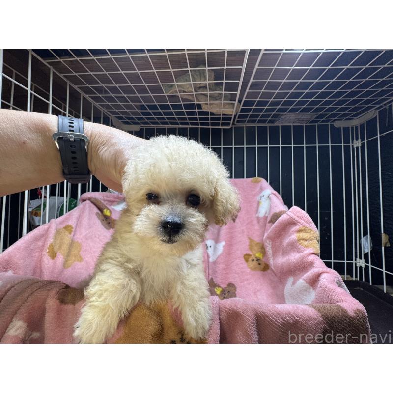 販売中の熊本県のタイニープードル-416681の5枚目