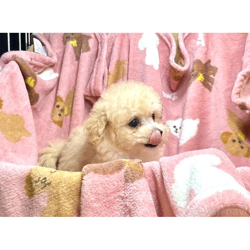 販売中の熊本県のタイニープードル-416681の3枚目