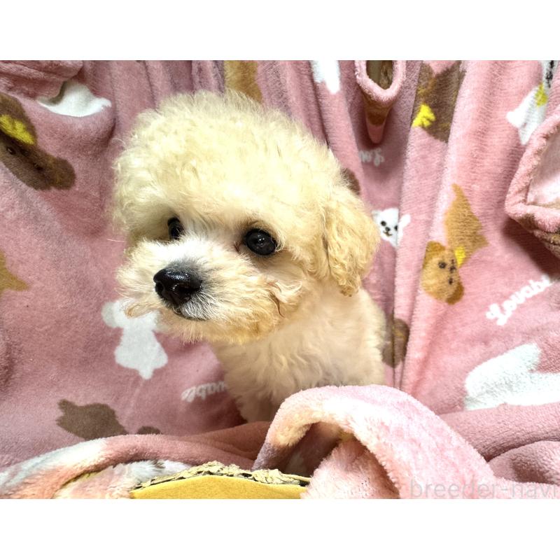 販売中の熊本県のタイニープードル-416681の2枚目