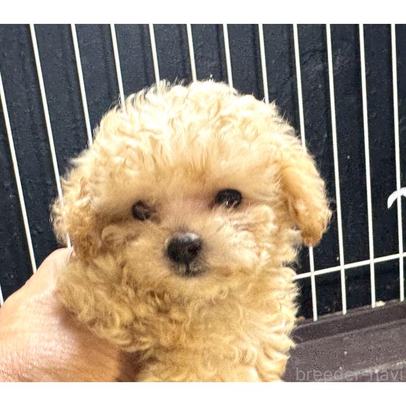 販売中の熊本県のティーカッププードル-416685の5枚目