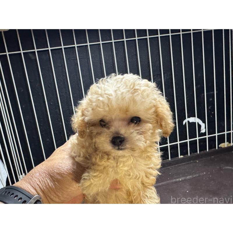 販売中の熊本県のティーカッププードル-416685の4枚目
