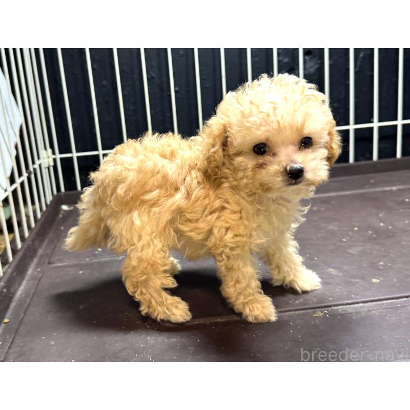 販売中の熊本県のティーカッププードル-416685の3枚目