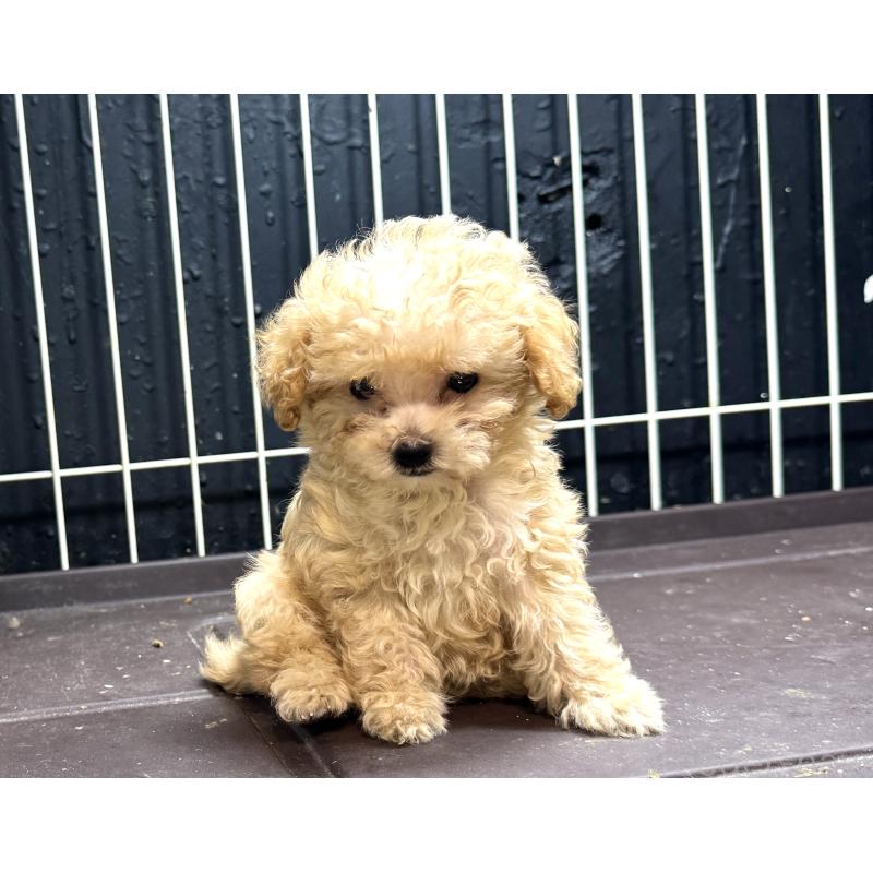 販売中の熊本県のティーカッププードル-416685の2枚目