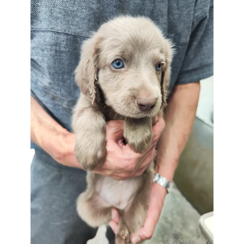 成約済の静岡県のワイマラナー-413235の2枚目