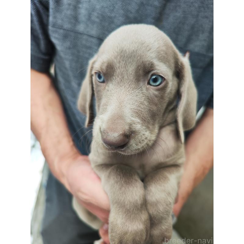 成約済の静岡県のワイマラナー-413230の2枚目