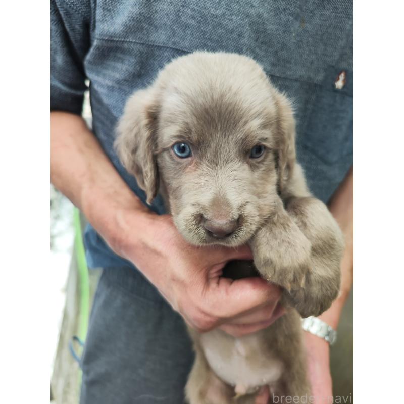 成約済の静岡県のワイマラナー-413231の2枚目