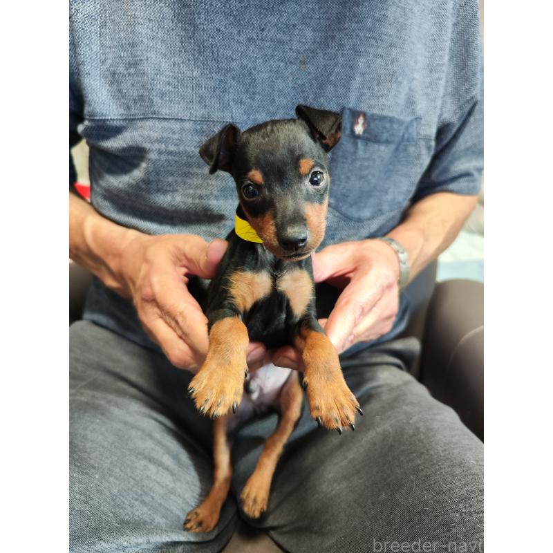 成約済の静岡県のトイマンチェスターテリア-415106の2枚目