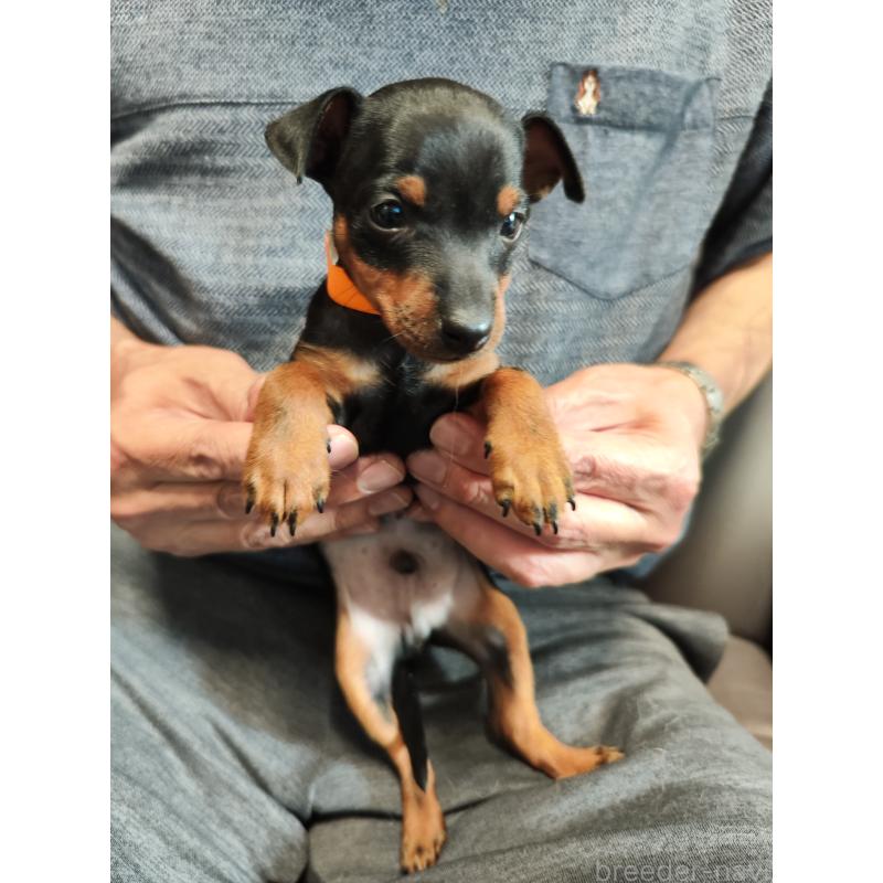 成約済の静岡県のトイマンチェスターテリア-415104の2枚目