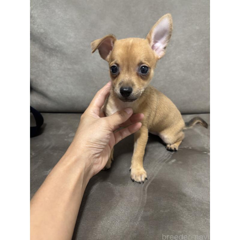 販売中の高知県のミックス犬-416687の3枚目