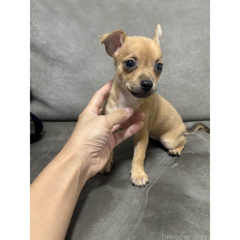 販売中の高知県のミックス犬-416687の2枚目