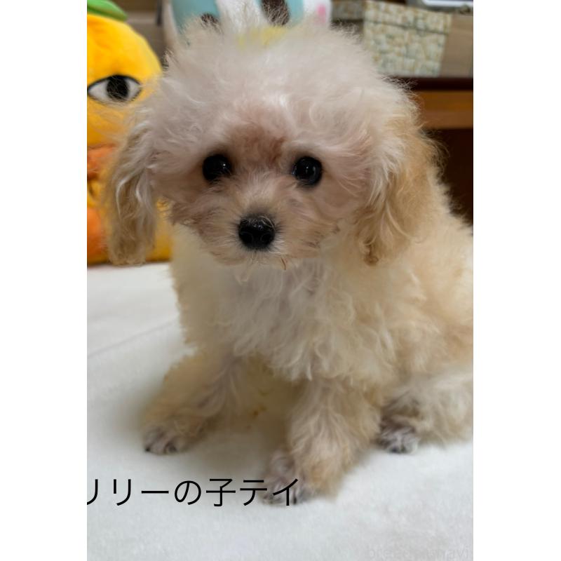 商談中の香川県のティーカッププードル-391040の2枚目